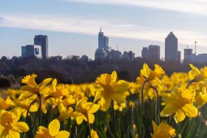 Yellow Flowers Growing In City Against Sky