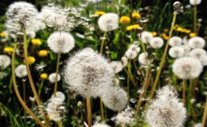 Pollen